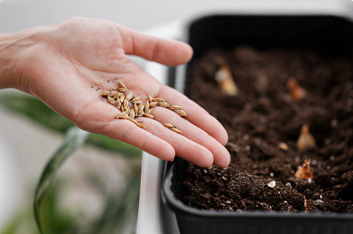 Seeds